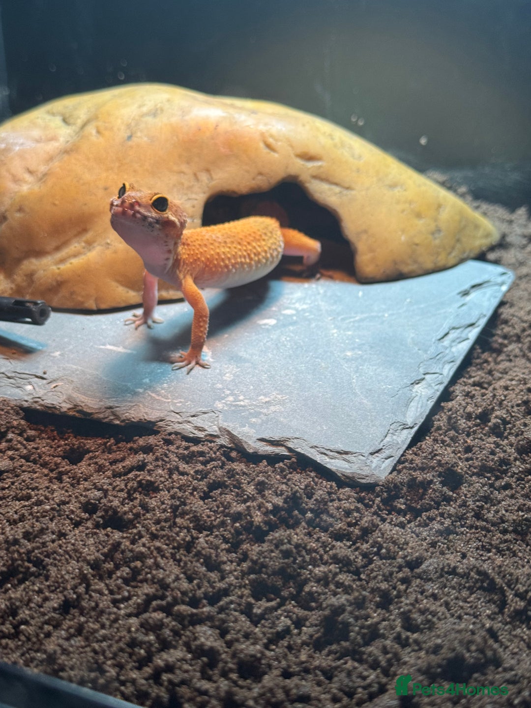 Leopard Gecko reptiles for sale: 1 year old leopard gecko  - Advert 2