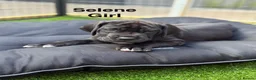 Great Dane dogs for sale: Chunky Great Dane puppies  - Advert 11