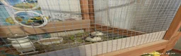 Quail poultry for sale: TINY BUTTON QUAILS Young Adults - Advert 6