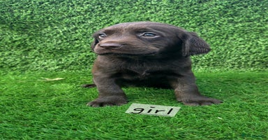 Cockerdor dogs - Advert 10