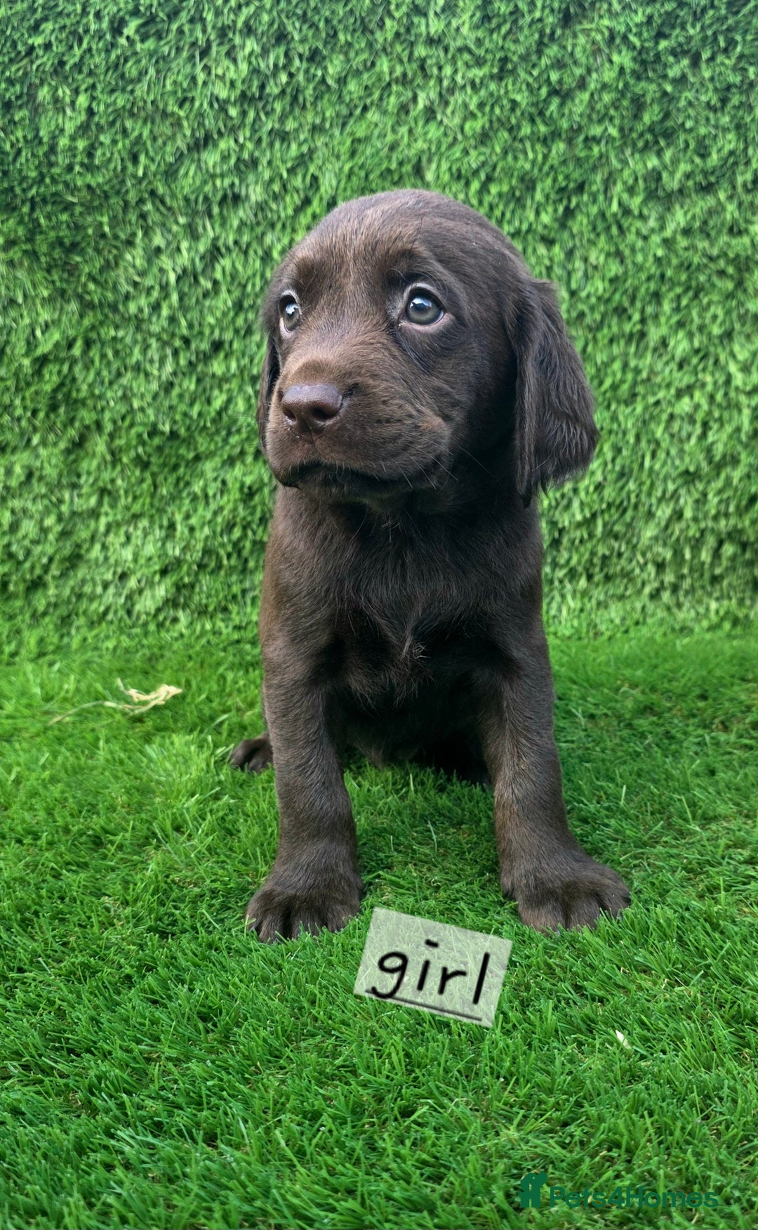 Cockerdor dogs for sale: READY NOW CHOCOLATE COCKERDORS - Image 3