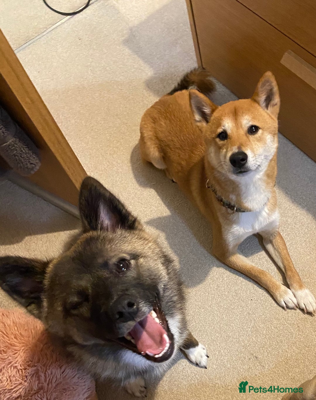 Mixed Breed dogs for sale: Pomskiba Inu Puppies. Shiba Inu x Pomsky - Advert 15