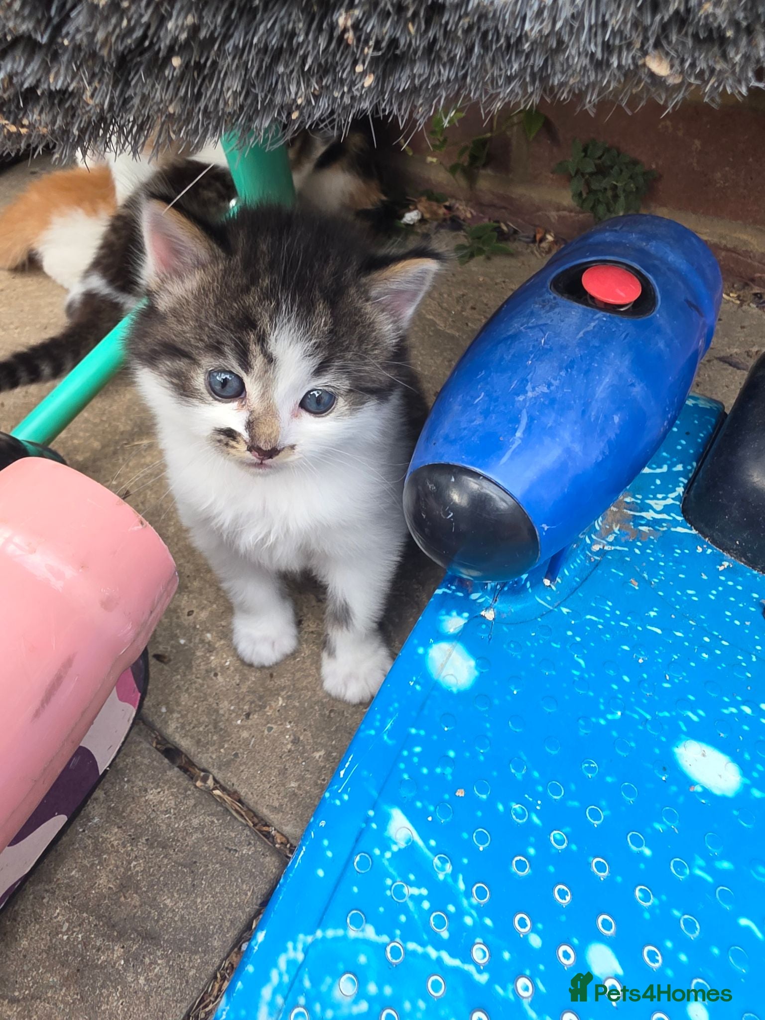 Mixed Breed cats little kittens are looking for new homes - Advert 1