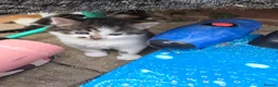 Mixed Breed cats for sale: little kittens are looking for new homes - Advert 1