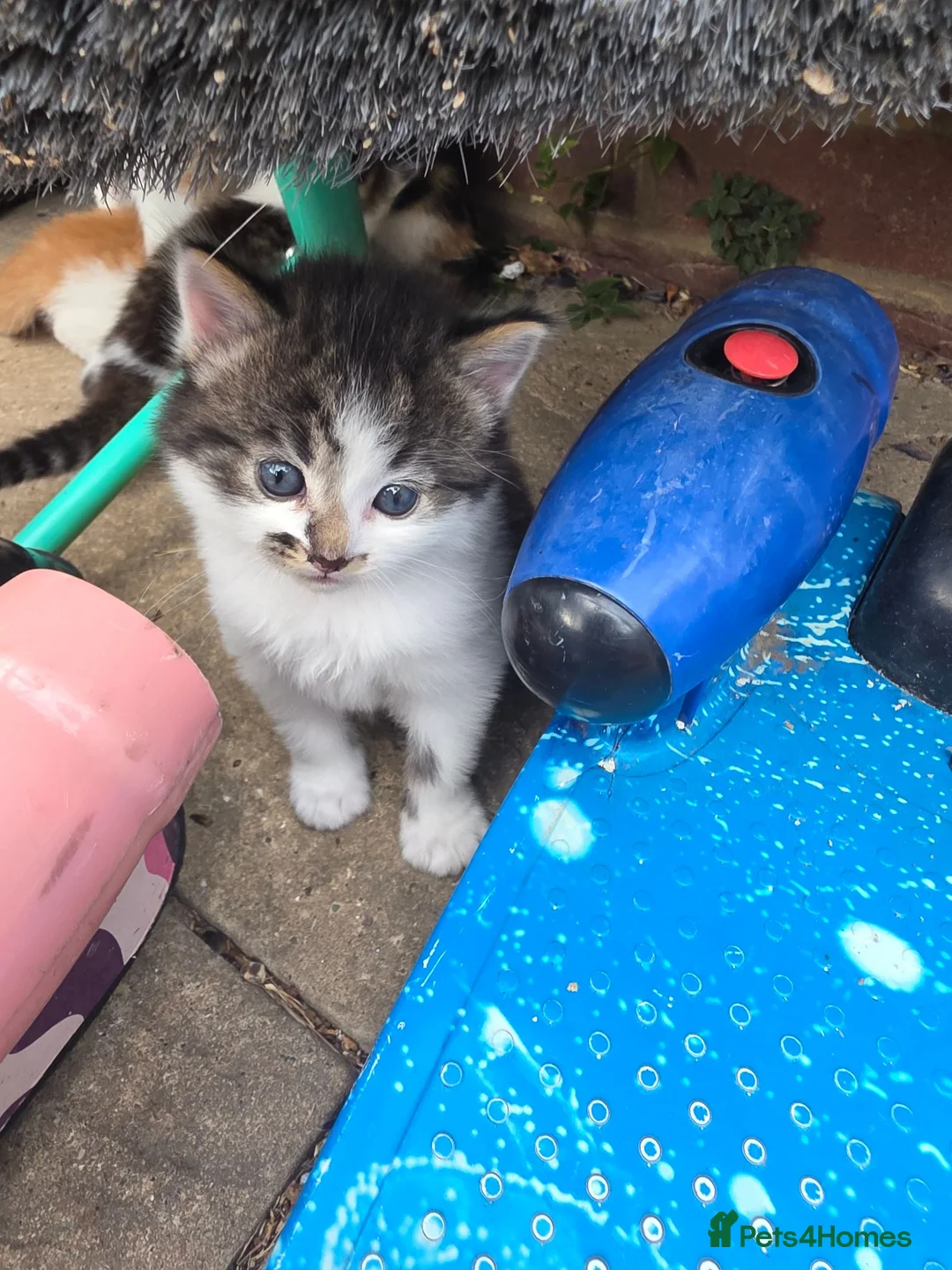 Mixed Breed cats for sale: little kittens are looking for new homes - Advert 1