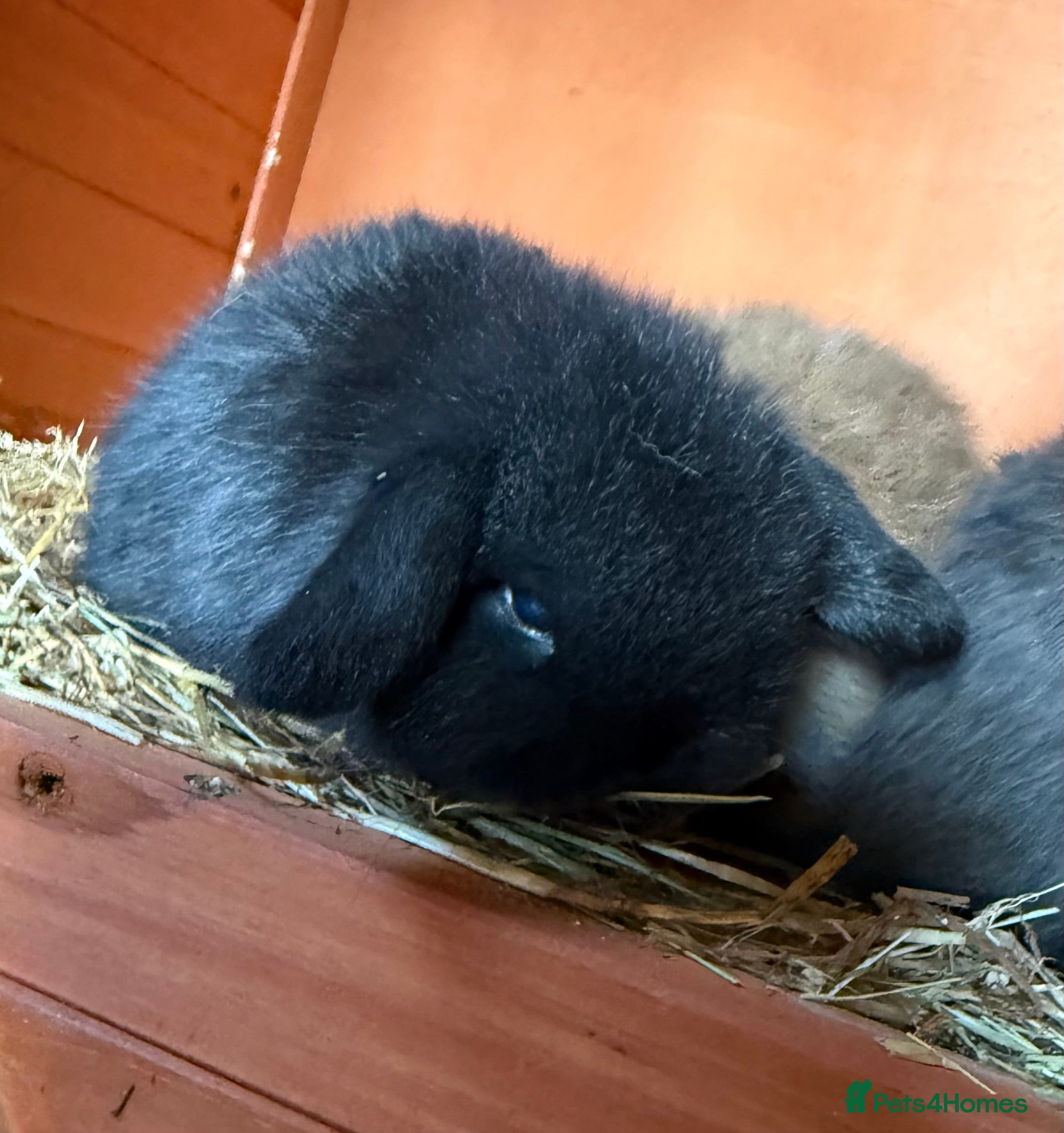 Mini Lop rabbits Exceptional BRC mini lops  - Advert 3