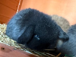 Mini Lop rabbits 2 exceptional mini lops - Advert 1