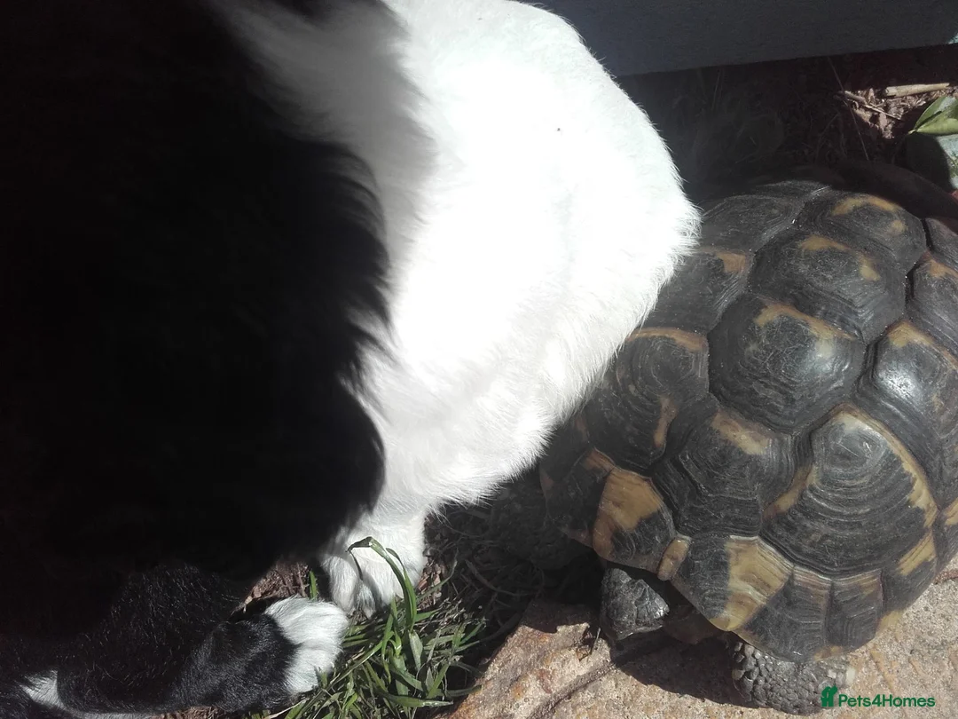 Tortoise reptiles for sale: 35 year old Horsefield Tortoise - Advert 2