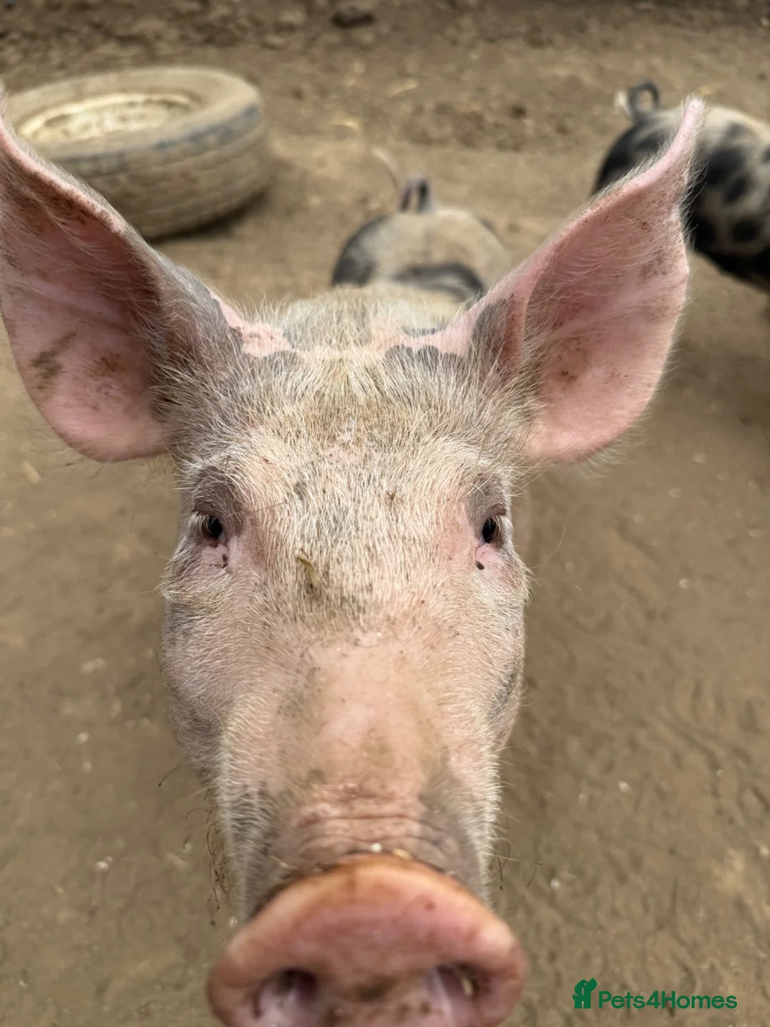 Pig livestock for sale: Peritren pure breed  - Advert 6