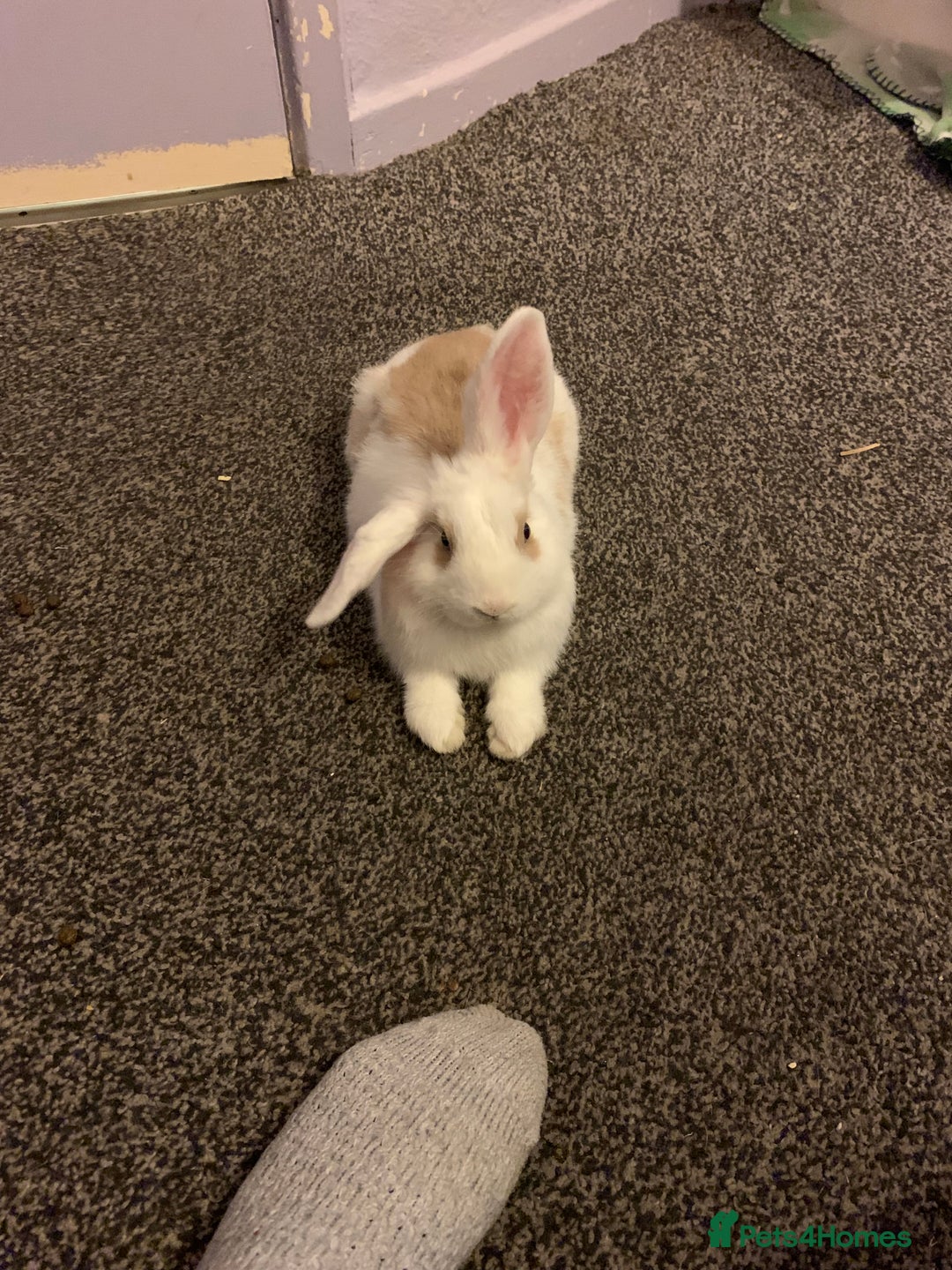 Dwarf Lop rabbits for sale: Small dwarf rabbit  - Image 4