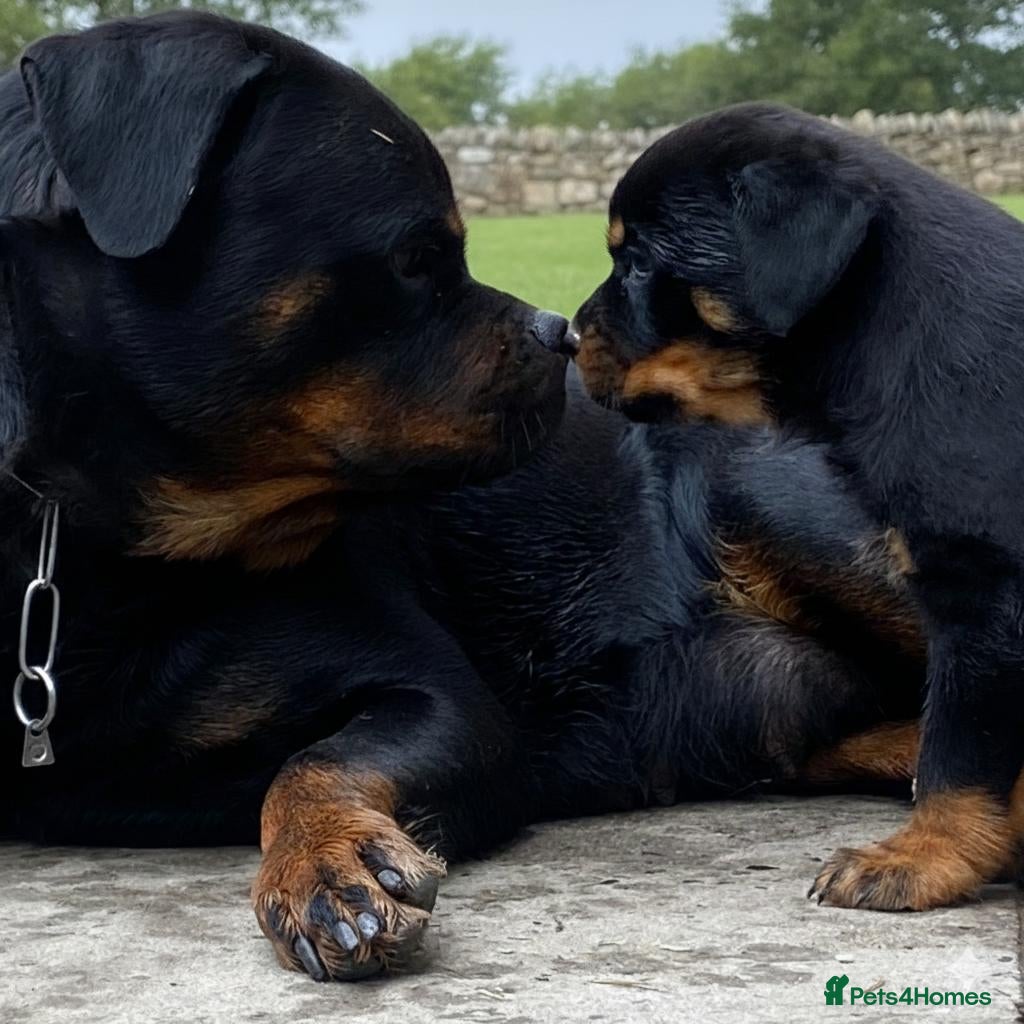 Rottweiler dogs Top quality kc pups for sale timitor X edelstein - Advert 6