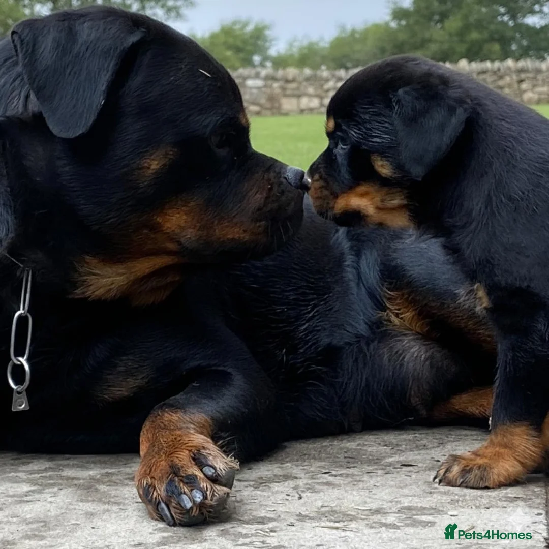 Rottweiler dogs for sale: Top quality kc pups for sale timitor X edelstein - Advert 1