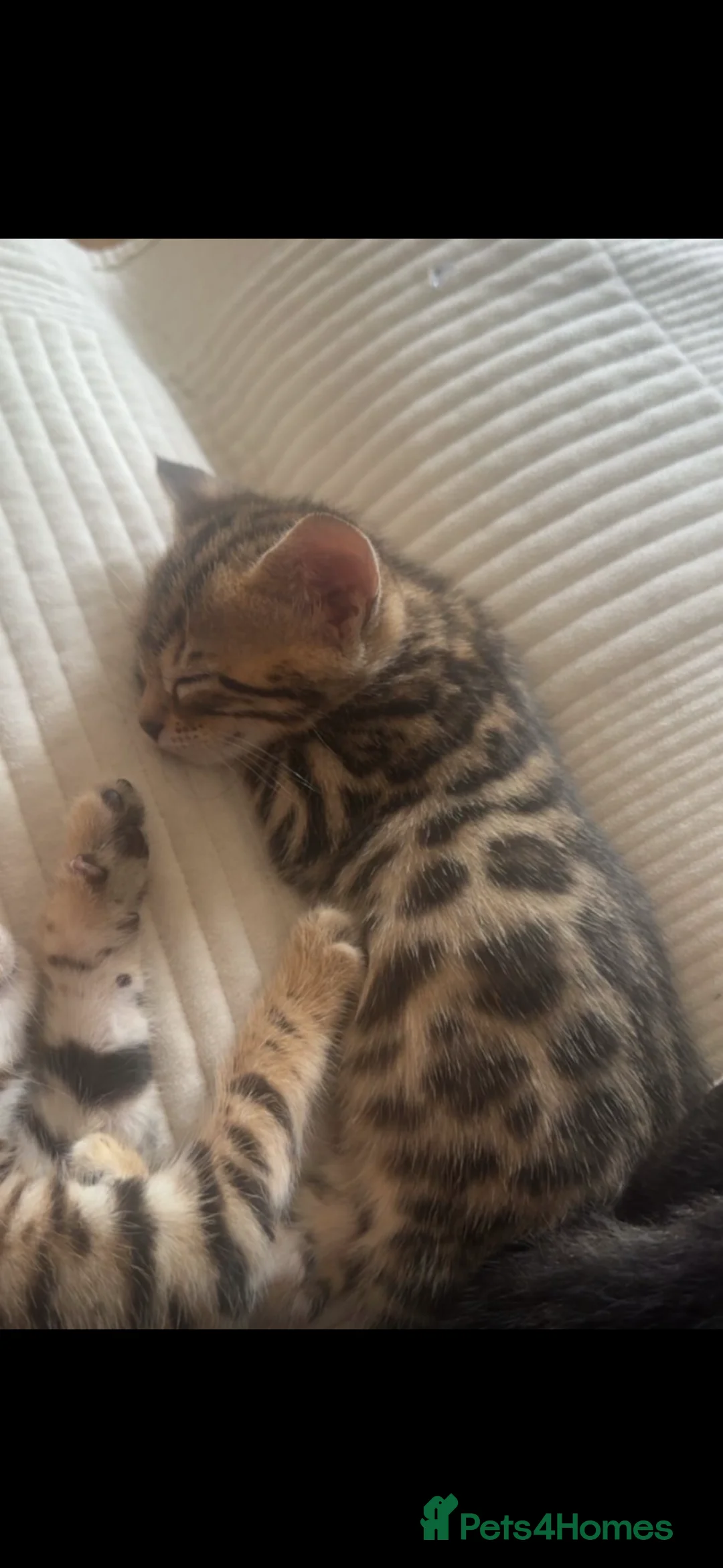 Mixed Breed cats for sale: Kitten need to be rehomed  - Advert 14