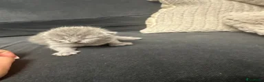 British Shorthair Kitten 2
