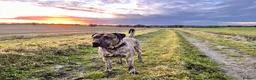 Presa Canario dogs for sale: Presa Canario male 4 yrs old - Advert 3