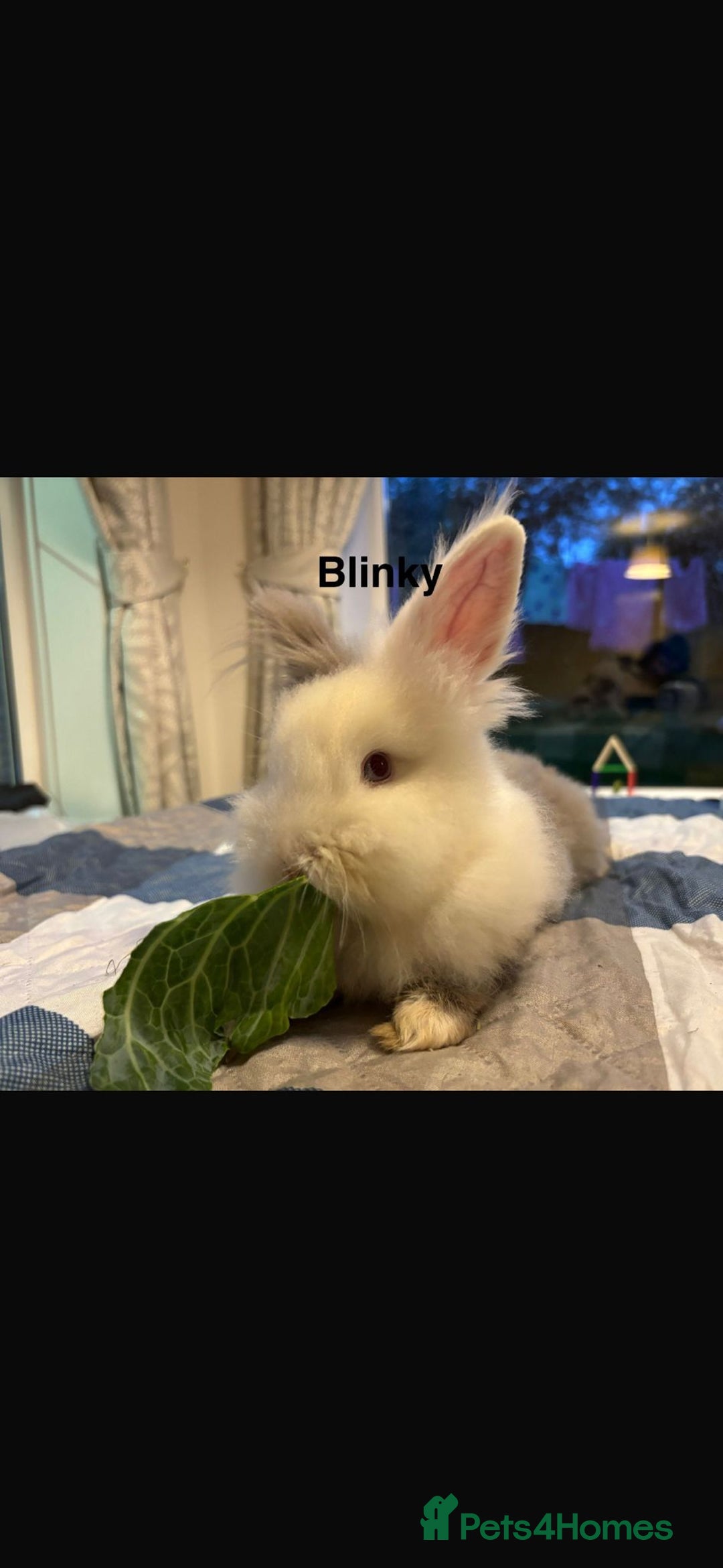 Mixed Breed rabbits for sale: Rescue Bunnies for Adoption  - Image 4