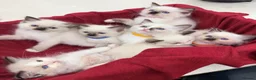 Ragdoll cats for sale: Purebred Ragdoll Kittens  - Advert 3