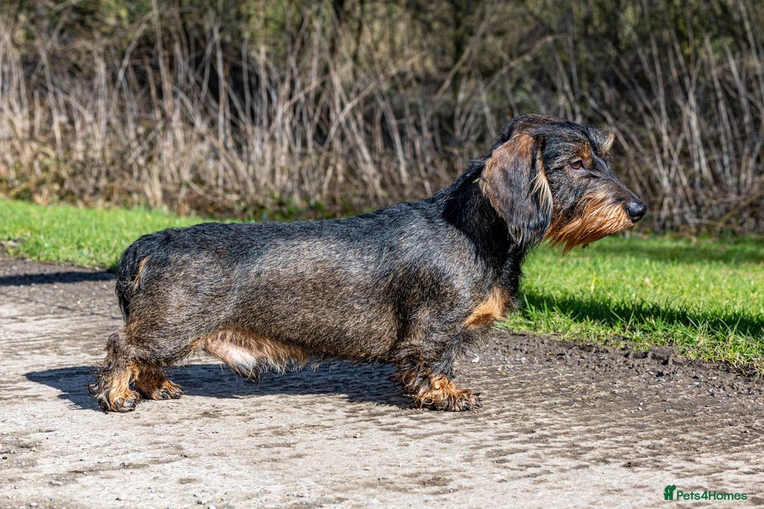 Dachshund dogs for sale: Wirehaired dachshund pending  - Image 5