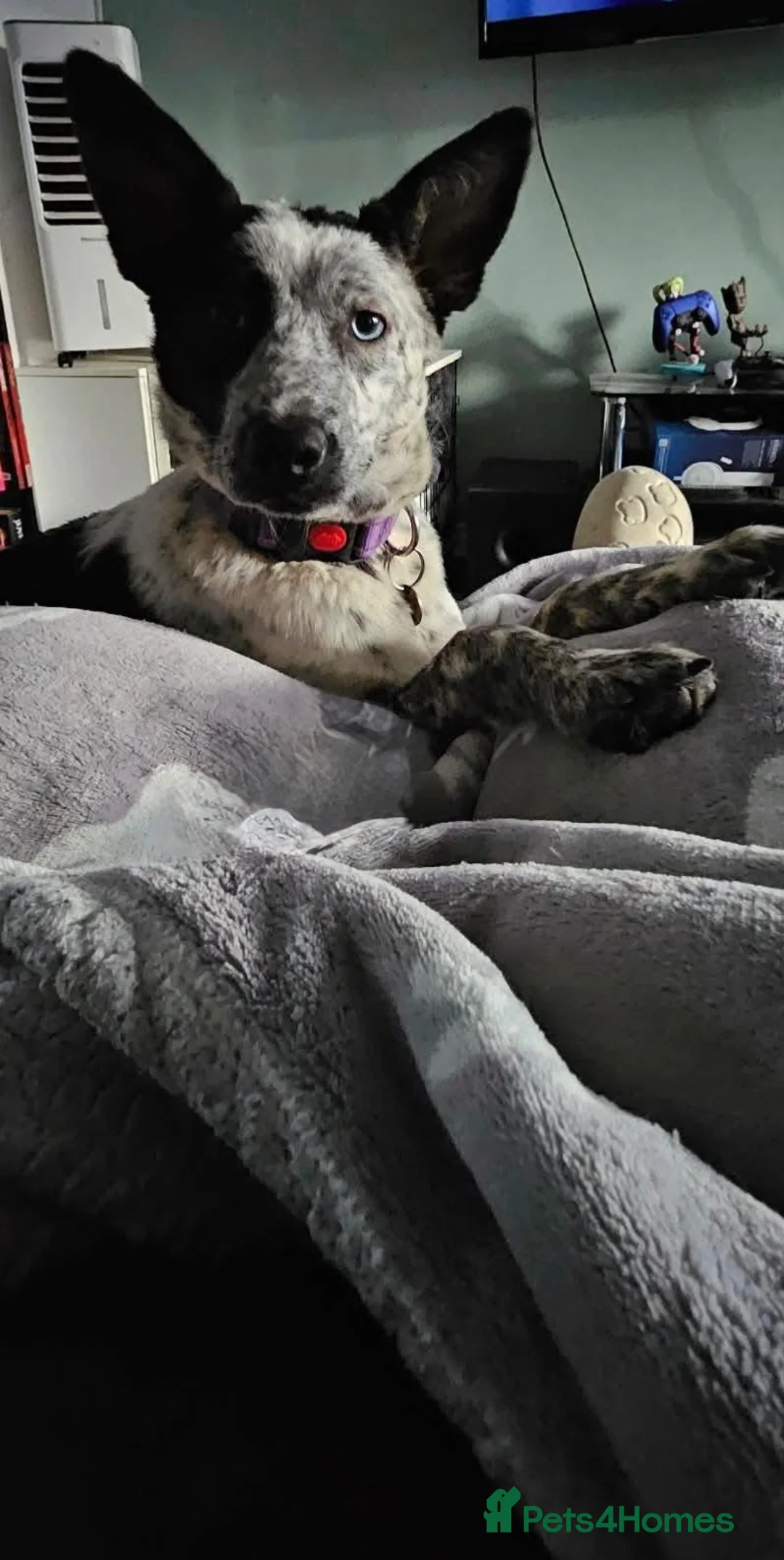Mixed Breed dogs for adoption: Quirky Catra in Northampton - Advert 4