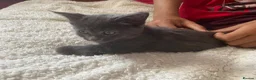 Mixed Breed cats for sale: Mixed kittens  - Advert 9