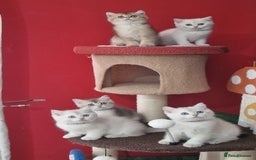 British Shorthair cats for sale: British shorthair kittens  - Image 19