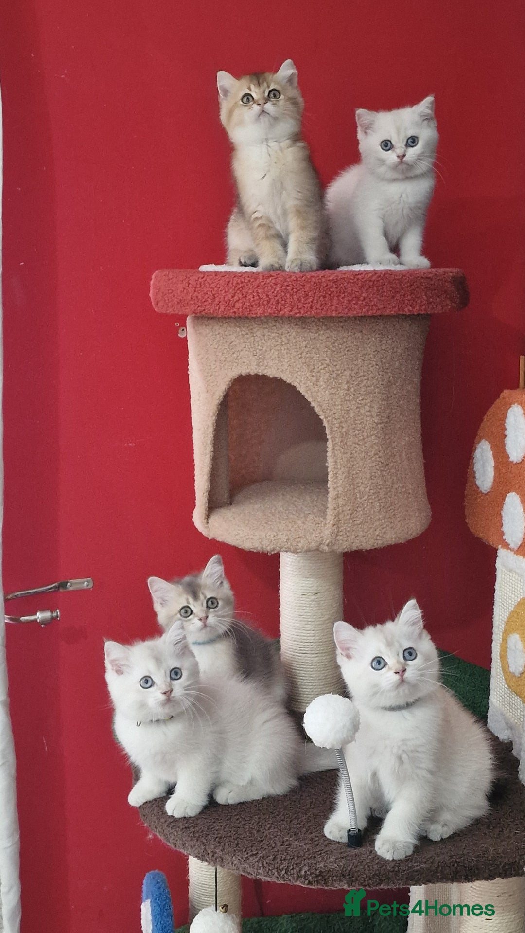 British Shorthair cats for sale: British shorthair kittens  - Image 19