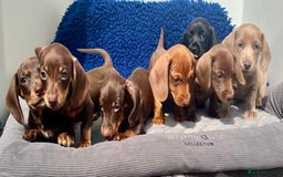Miniature Dachshund dogs for sale: READY NOW  MINI DAXIS RAINBOW COLOURS PRA KC REG - Image 7