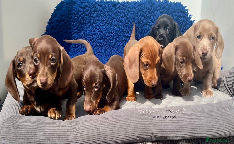 Miniature Dachshund dogs - Advert 6
