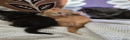 British Shorthair cats for sale: adorable kittens  - Advert 4