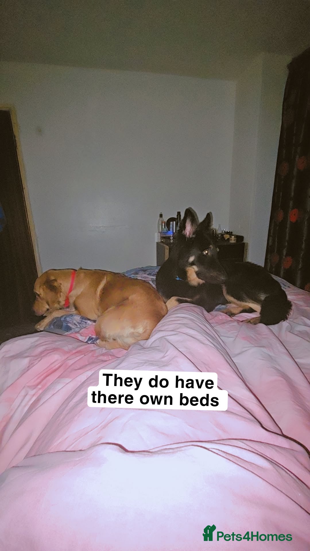 Mixed Breed dogs for sale: Golden Shepherd pup - Advert 6