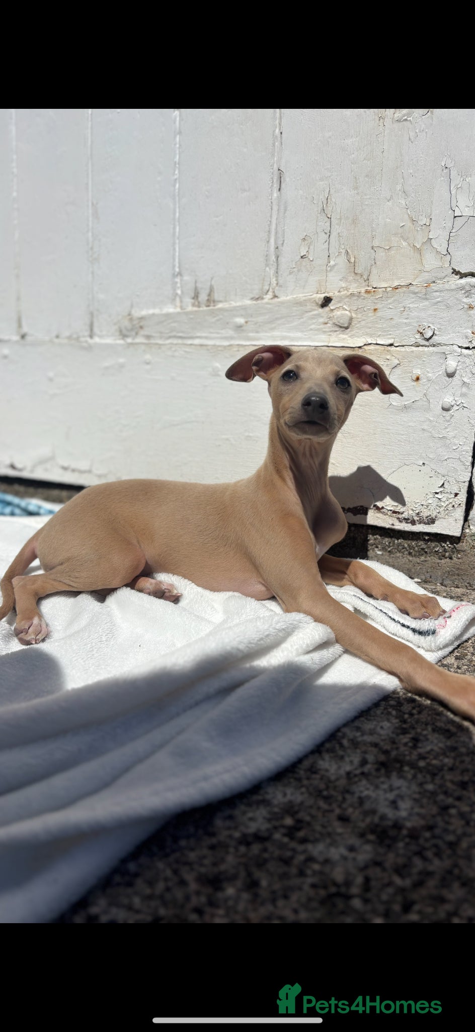 Italian Greyhound dogs for sale: Male Italian greyhound puppy in Shrewsbury - Advert 2