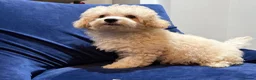 Poochon dogs for sale: READY TO NOW ♥️♥️ - Advert 38