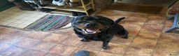 Mixed Breed dogs for sale: Reggie the Rottie in Honiton - Advert 2