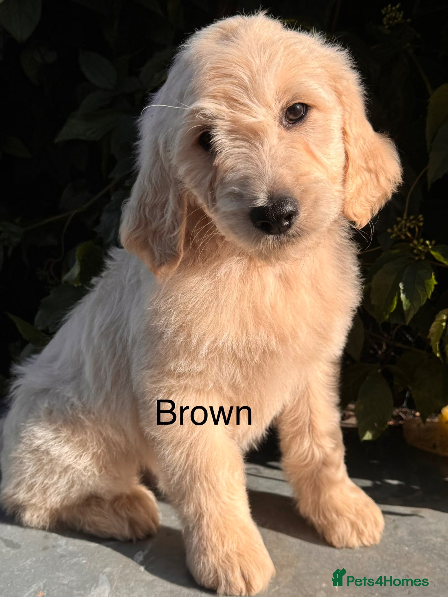Goldendoodle dogs READY! Only 2 Gorgeous F1 Goldendoodle Boys  - Advert 2