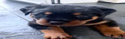 Rottweiler dogs for sale: Rottweiler puppies. 1 LEFT. READY TO GO. - Advert 17
