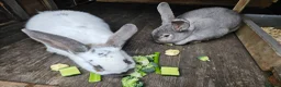 Continental Giant rabbits for sale: Continental giants - Advert 1