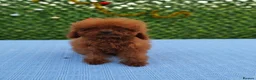 Toy Poodle dogs for sale: Asian toy poodle boy  - Advert 3