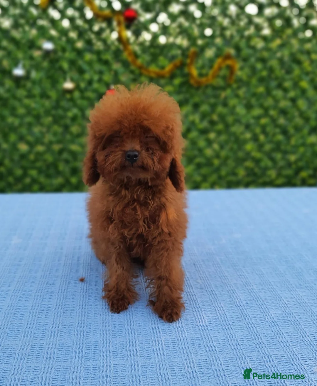 Toy Poodle dogs for sale: Asian toy poodle boy  - Advert 3