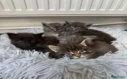 Maine Coon cats for sale: XXL Maine Coon Kittens Double TICA Champion lines  - Image 1