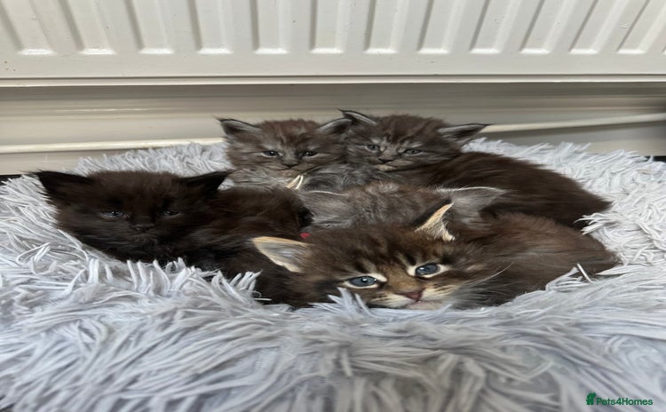 Maine Coon cats - Advert 15