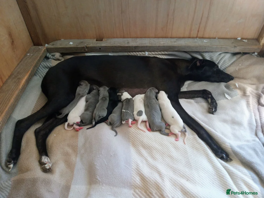 Whippet dogs for sale: REDEVELYN WHIPPET'S KC REG NR GLOUCESTER  - Advert 2