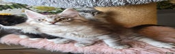 Maine Coon cats for sale: Ready now! Chunky Silver Tabby boy - Advert 11