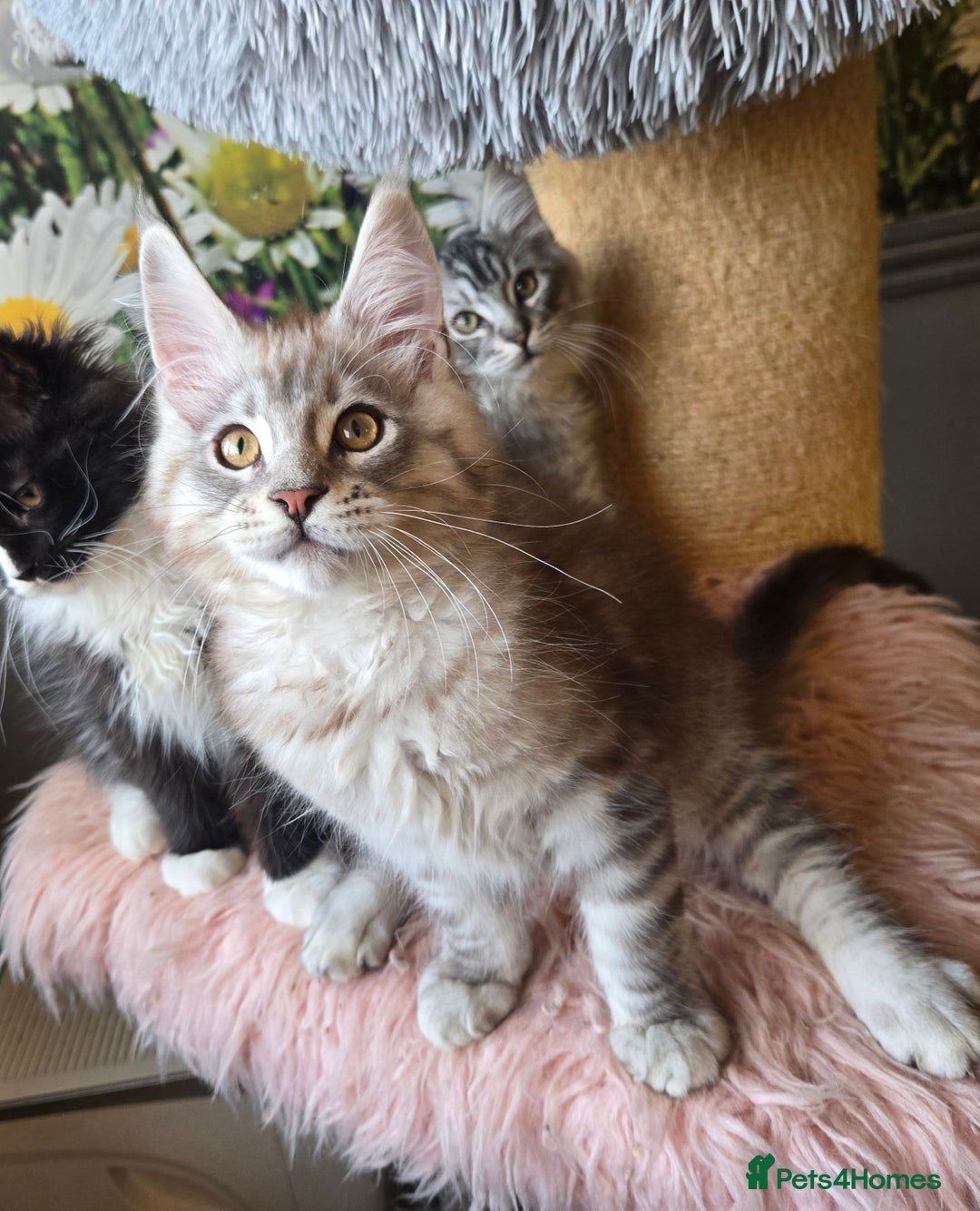 Maine Coon cats for sale: Ready now! Chunky Silver Tabby boy - Advert 11