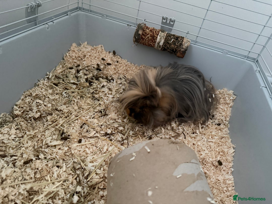 Guinea Pig rodents for sale: Guinea pigs for sale - Advert 4