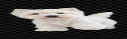 West Highland Terrier dogs for stud: For Stud - West Highland White Terrier  - Advert 1