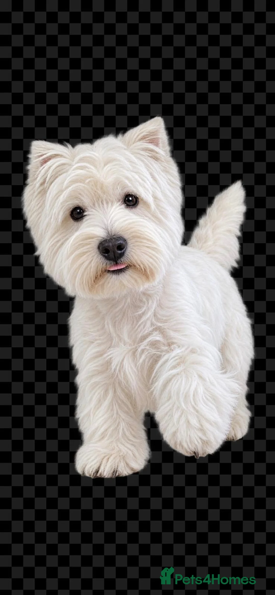 West Highland Terrier dogs for stud: For Stud - West Highland White Terrier  - Advert 1