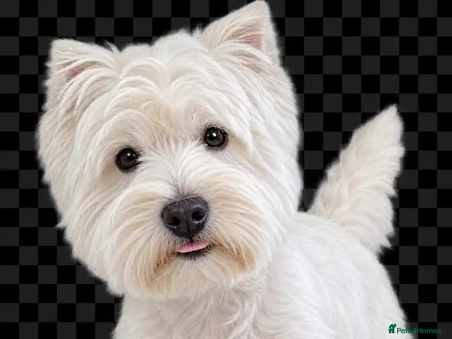 West Highland Terrier dogs For Stud - West Highland White Terrier - Advert 6