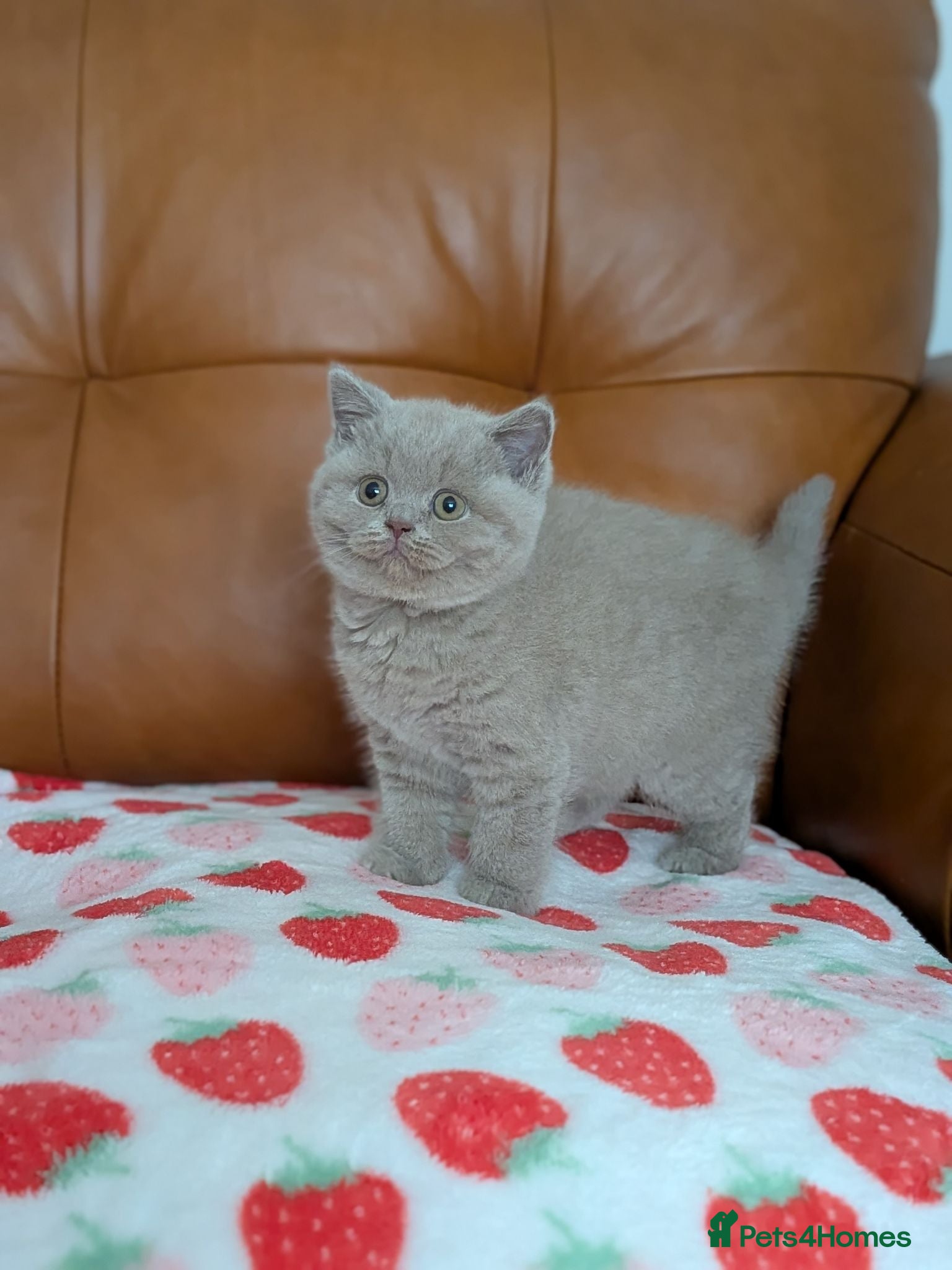 British Shorthair cats GCCF registered Kittens champion sired  - Advert 2