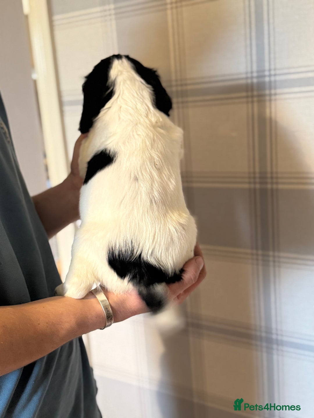 English Springer Spaniel dogs for sale: One last B/W Springer Dog Puppy available.  - Advert 4