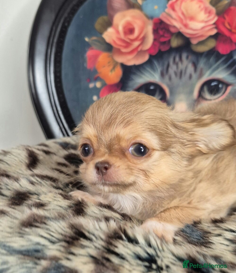 Chihuahua dogs KC registered chihuahua girl - Advert 22